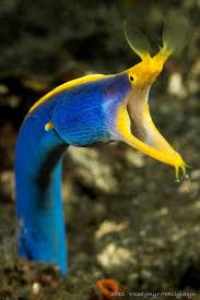 Blue Moray Eel Glubokovodnye Zhivotnye Okeanicheskie Sushestva Vodnye Zhivotnye