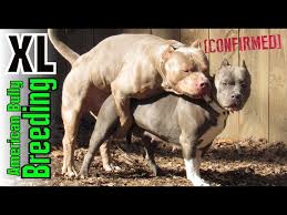 Xl american bully pups here looking for there forever homes 4 males 6 females both parents imported from usa top bloodlines from some of the world's biggest kennels blue sultan. Xl American Bully Breeding How Clean Bullys Are Produced Edited Version Puppys Coming Soon Youtube