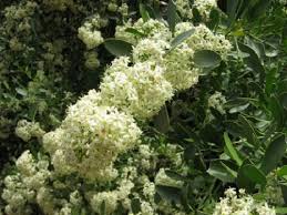 Image result for Gymnosporia buxifolia