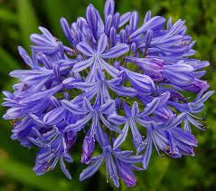 Image result for Agapanthus africanus