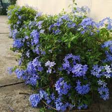 Image result for Plumbago
