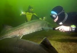 3 Freitauch Event Naturagart Ibbenburen Vit Association Of International Diving Schools