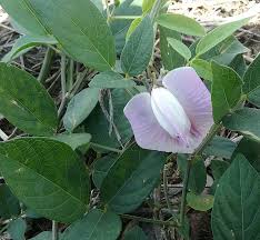 Image result for Centrosema pubescens