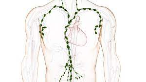 Tatsächlich stellt die biopsie eines lymphknotens eine sonderform unter den gewebeentnahmen dar. á… Geschwollene Lymphknoten Lymphom Was Sind Die Ausloser Und Wie Geht Man Dagegen Vor