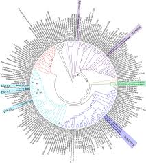 Multilocus Sequence Analysis Of Diverse Cyanobacteria One Hundred Download Scientific Diagram