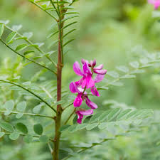 Image result for Indigofera microcalyx