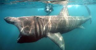 Creature Design Reference Unknown Artist Basking Shark Basking Shark Shark Sharks Scary