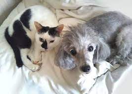 犬と猫どっちも飼ってる 漫画 松本ひで吉 単行本化 猫 犬と猫 犬