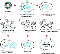 Maybe you would like to learn more about one of these? Sv40 Large T Antigen Targets Multiple Cellular Pathways To Elicit Cellular Transformation Oncogene