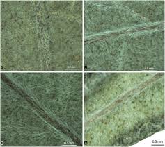 Image result for Rhynchosia albissima