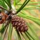 Bonnie The Biologist: Conifers