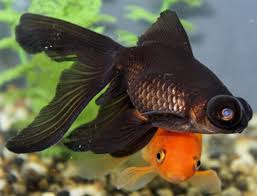The black moor goldfish (carassius auratus auratus) is unique among all the other varieties of fancy goldfish. Pop Eyed Goldfish Animal Crossing New Leaf Wiki Fandom