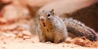 We did not find results for: A Man Contracted A Rare Fatal Disease From Eating Squirrel Brains