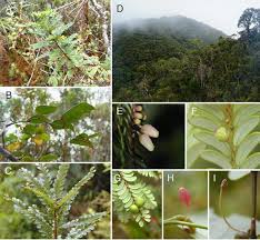 Image result for Phyllanthus nummulariifolius