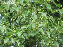 View Picture Of Camphor Tree Camphor Laurel Cinnamomum Camphora At Dave S Garden All Pictures Are Contributed By Our Commu Cinnamomum Camphora Tree Plants