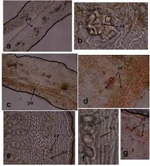 Image result for Agelanthus terminaliae