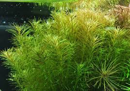 Image result for Rotala capensis
