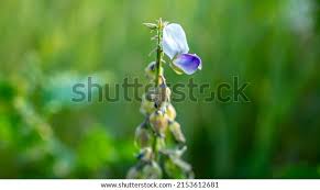 Image result for Crotalaria verrucosa