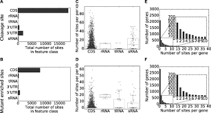 Maybe you would like to learn more about one of these? Rnase E Cleavage Shapes The Transcriptome Of Rhodobacter Sphaeroides And Strongly Impacts Phototrophic Growth Life Science Alliance