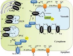 The key point on how does the digestive system maintain homeostasis. Scielo Brasil Regulation Of Na Sup Sup And K Sup Sup Homeostasis In Plants Towards Improved Salt Stress Tolerance In Crop Plants Regulation Of Na Sup Sup And K Sup Sup Homeostasis In Plants Towards Improved Salt Stress