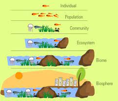 Levels Of Organization In An Ecosystem Science Lessons Science Biology Ecosystems