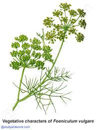 Image result for Apiaceae