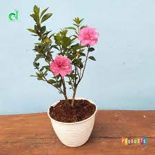 Tall, berbanding dengan jenis azalea belukar jolie madame seperti yang dinyatakan di atas dan juga sedang mengalami musim sejuk yang sejuk, tetapi 10 tahun boleh membesar sehingga 3 meter tinggi. Jual Tanaman Hias Azalea Bunga Pink Tumpuk Berkualitas