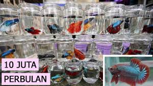 Ikan cupang giant merupakan hasil persilangan dari berbagai macam jenis ikan cupang yang memiliki bentuk badan yang lebih besar ketimbang ikan cupang lainnya. Penjelasan Lengkap Ikan Cupang Giant Cupang Para Sultan By Andi Ardhian Medium