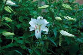 Moon gardens are designed for nighttime relaxing. 10 Plants That Shine At Night Finegardening