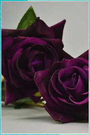 Pin On Roses