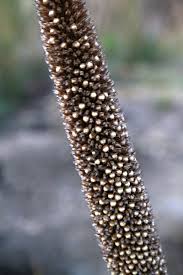 Image result for Cenchrus americanus