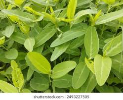 Image result for Phyllanthus ovalifolius