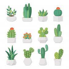 Abonado en las plantas suculentas. Dibujos Animados De Cactus Y Suculentas Premium Vector Freepik Vector Flor Floral Naturalez Cactus Y Suculentas Ilustracion De Cactus Flor De Cactus