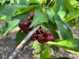 This exciting new offering has been the result of approximately 30 years effort, isolating unique attributes of various cherries and naturally combining them into this special product. Le Blog Bonnie Jo Manion
