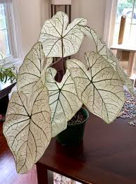 The 9 best gardening shops in chicago by gwendolyn purdom in food on. Found This Beautiful Angel Wings Caladium At My Local Grocery Store So Excited Indoorgarden