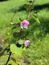 Image result for Urena