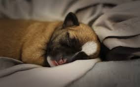 .puppy first night crate training | puppy first night tips #dogtraining #puppytraining #puppies. Should A Puppy Sleep In A Crate The First Night Tips From A Dog Trainer
