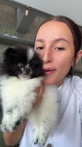 Apresentando a Hanna, a nova Spitz Alemão da família!