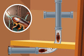 how to get rid of sewer roaches in your