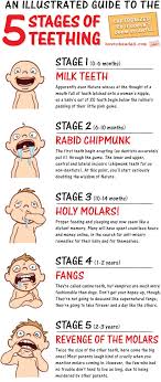 the 5 stages of teething an illustrated guide