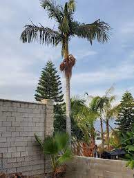 King Palm Tree Palm Trees Landscape Services Green Landscape
