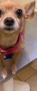 Chihuahua owner heartbroken after her pet was killed by an unleashed pit  bull