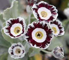 Check spelling or type a new query. Edelweiss Perennials Primula Auricula Star Wars