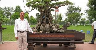 Oldest Bonsai Tree Pictures Responses To Most Expensive Bonsai And Ficus Ginseng Bonsai Tree Ficus Ginseng Bonsai Bonsai Garden