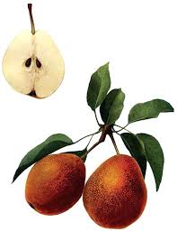 Kiefer Pear Trees Kinderbijslag Co