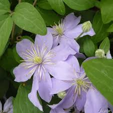 It has green foliage throughout the season. Clematis Justa Clematis Hybride Justa Kletterpflanzen Fur Rankhilfen Garten Schluter