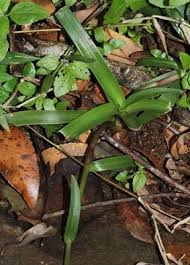 Image result for Murdannia simplex