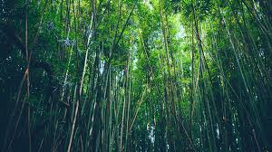 Bamboo Trees Thickets 4k Trees Thickets Bamboo Bamboo Wallpaper Wallpaper Backgrounds Nature Wallpaper