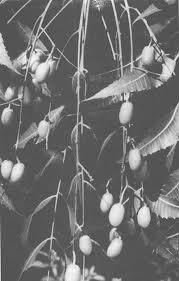 Maybe you would like to learn more about one of these? 3 The Tree Neem A Tree For Solving Global Problems The National Academies Press