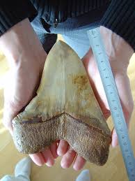 7 real megalodon sightings caught on camera youtube. Urzeithai Lebt Der Riese Heute Noch In Der Tiefsee